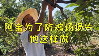 养鸡场预防为主，阿金哥给小鸡做防护措施，因预算失误多花了几十块