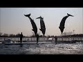 京都水族館　オープン約1年後のイルカショー