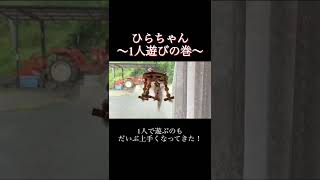 得意な一人遊びをする小鳥【インコ】#shorts