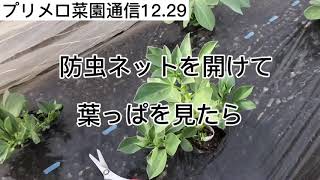 冬のそら豆栽培、摘芯で脇芽を伸ばす