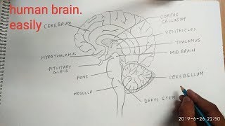 How to draw human brain easily