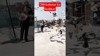 faisal khalifa ustad Abba sharik 700 kabootar ki tayyari #pigeon #traning #delhi #kabootar #700