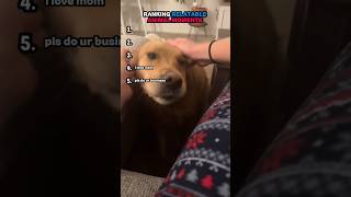 ranking relatable animal moments