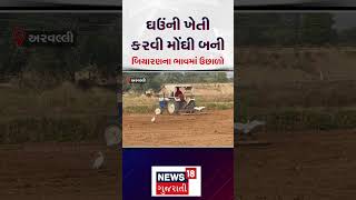 Arvalli News | ઘઉંની ખેતી કરવી મોંઘી બની, બિયારણના ભાવમાં જબ્બર ઉછાળો | Farming | Gujarat | N18S