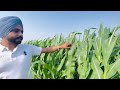 pioneer 1844 ਮੱਕੀ ਦਾ ਕੱਦ ਕਿੰਨਾ ਹੋ ਸਕਦਾ makki de growth li ki krie🌽 corn top height corn farming