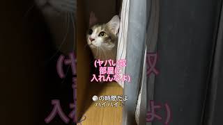 (飼い主の)母が天才猫に『ごはんの唄』を歌ったらミミは反応するか検証#shorts