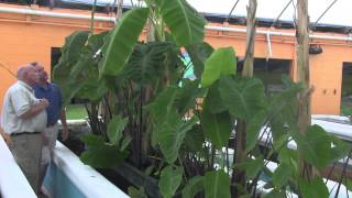 Taro in Aquaponics, which one is the right one to grow?