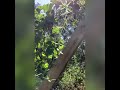 harvesting calabash also known as upo the bottle gourd