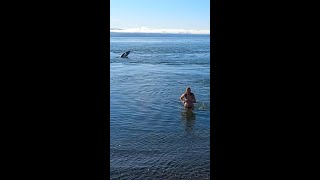 Самый удивительный невероятный момент с животным снятый на камеру!/Russians swim with seals