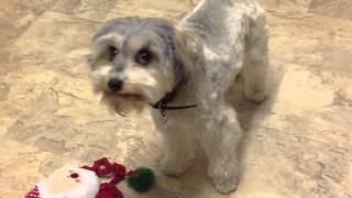 Loudest dog burp ever