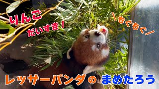 【よこはま動物園ズーラシア】りんごだいすき！レッサーパンダのまめたろう