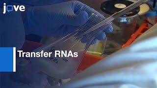 Transfer RNAs Quantification in E.coli | Protocol Preview