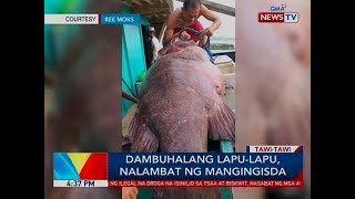 BP: Dambuhalang lapu-lapu, nalambat ng mangingisda