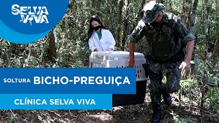 Bicho-preguiça encontrado na rodovia Presidente Dutra é devolvido à natureza.