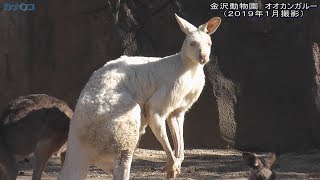 ぴょんぴょん歩くよ♡オオカンガルー　金沢動物園／神奈川新聞（カナロコ）