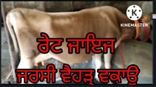 #jarsi cow for sale#ਜਰਸੀ  ਨਸਲ ਦੀ ਵੈਹੜ ਵਕਾਊ#date 10-9-2022, ਰੇਟ ਜਾਇਜ਼