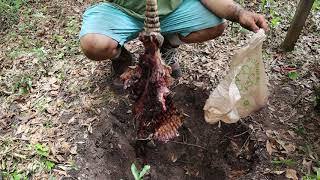 Planting a Jamun Tree (Syzygium cumini, Malabar plum)