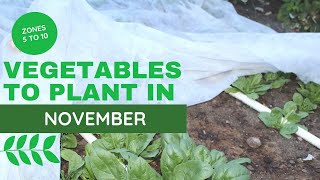 Vegetables to Plant in November - [Garden zones 5 to 10]