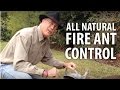 All Natural Fire Ant Control - The Dirt Doctor