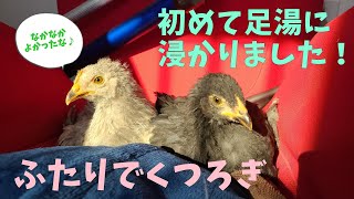 初めての足湯♪とくつろぎタイム　ペットにわとり