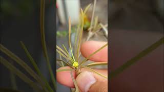 euphorbia hedyotoides pollination