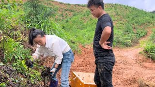 小伙深山养甲鱼，捡了一车不要钱的水草，媳妇却说我败家