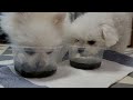 할머니만 오시면 응석쟁이가 되는 강아지 때문에 미치겠어요 ㅋㅋㅋ a funny dog acts like a baby whenever he meets his grandmother.