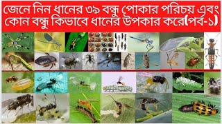 বন্ধু পোকা দিয়ে ধানের সকল শত্রু পোকা দমন কৌশল||Control All harmful insect with beneficial insect||1