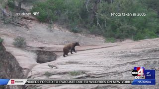 Zion National Park -- Here's where visitors are coming across bears