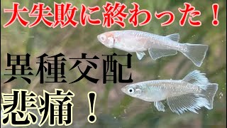 【高級メダカ】マリアージュロングフィンと王妃を交配させる！再配信