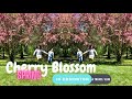Cherry Blossom in Edmonton | George F Hustler Memorial Plaza & Louise McKinney Riverfront Park