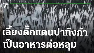 เลี้ยงตั๊กแตนปาทังก้า เป็นอาหารต่อหลุม | 30-04-65 | ตะลอนข่าวสุดสัปดาห์