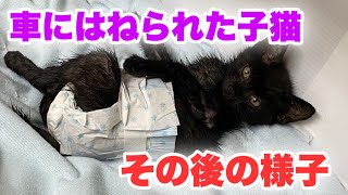 車にはねられネズミ捕りシートが付着した子猫、その後の経過です【Rescue a kitten】