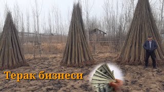 Сизни бой киладиган бизнес,Калифорния терак кочатлари