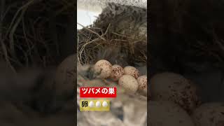 【ツバメの巣】卵🥚🥚卵