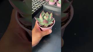 多肉驚鴻仙子～ #多肉植物 #succulent #다육식물