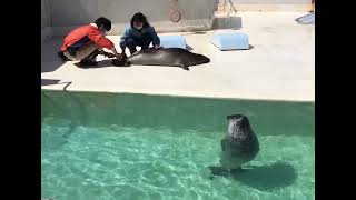 採血されるアザラシと心配そうに見つめるアザラシ【おたる水族館】