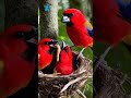 Witness The MOST ADORABLE Bird Families In Their Wild Nests from AI! SEP-134