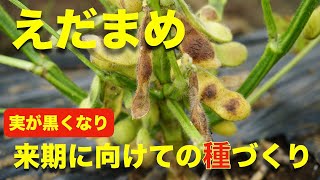 枝豆の育て方 日々のお世話編 収穫時期が過ぎて来期の種を作る【状況確認】