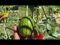 Hand pollinating watermelon/Dollar Tree plant clips/Growing with Lalascrops