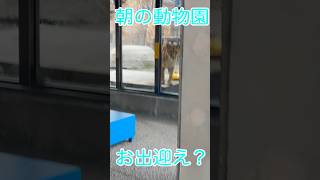 オリトファミリー全員でお出迎え！？ #lion #zoo #shorts  #旭山動物園