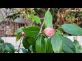 top 20 camellia varieties collection in our complex light pink blooms ep.2 我们庭院中顶级茶花品系鉴赏系列 2