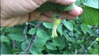 WILD HAZELNUTS : An Unexpected Find!