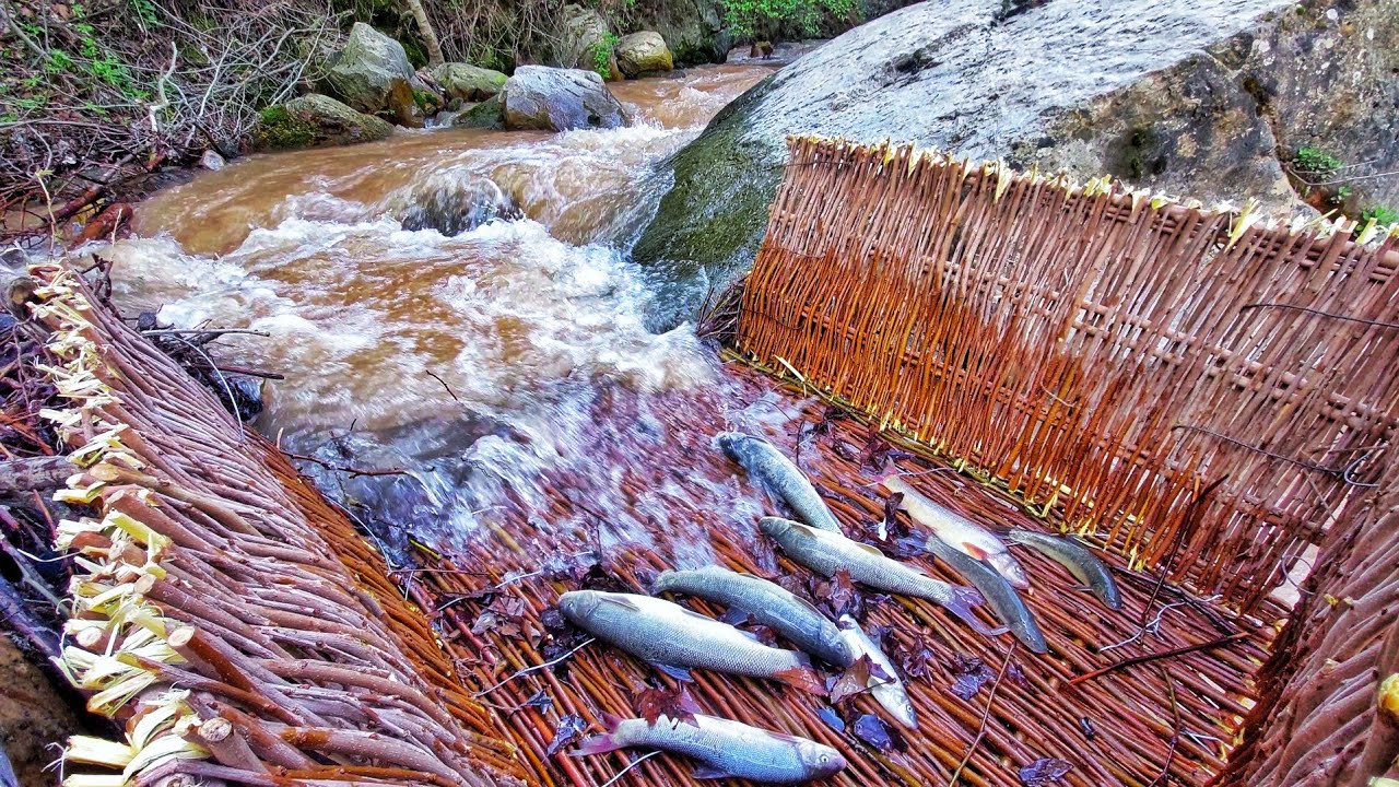 Eski Yöntemle Derede Balık Tutma | Amazing fishing the old way | İLKEL / Primitive/ Survival/Tornado