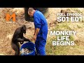 Monkey Life Begins | Season 1 Episode 1 | Full Episode | Monkey Life