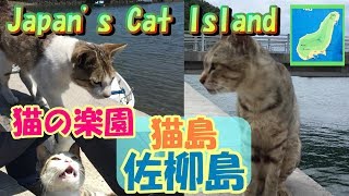 【Cat Island in Japan! 】猫島（香川県多度津町佐柳島）【人懐っこい】