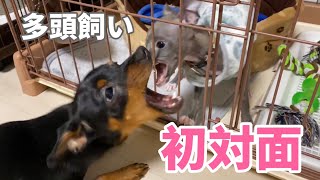 【多頭飼い】先住犬と子犬の初対面！！