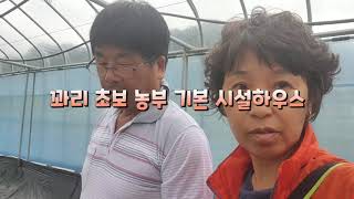 {늘햇살팜}꽈리고추 재배 시설하우스 꽈리고추 키우고 있습니다#2