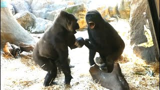 20241128 上野動物園　ニシゴリラ　スモモ、コモモ、ハオコパパと遊ぶリキ　ガラスを叩くスモモちゃん　第二放飼場に移動してパプリカたくさんのランチ　キャベツを食べるスモモちゃん