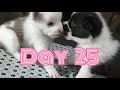 pomeranian mix desi puppy transformation day 1 to day 40 pomeranian